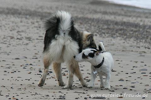 (Foto Goslar)_daenemark_2010_IMG_9958_Bjergborgstrand.jpg - schnuppern bei der Strandbekanntschaft